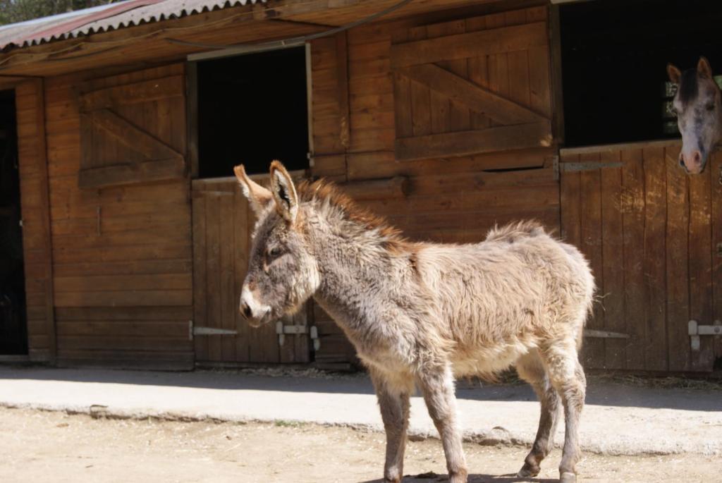 Hotel Els Torrents Bellver De Cerdanya Zewnętrze zdjęcie